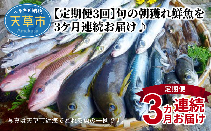 S059-T01_【定期便3回】旬の朝獲れ鮮魚を3ケ月連続お届け♪